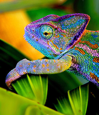 chameleon.jpg